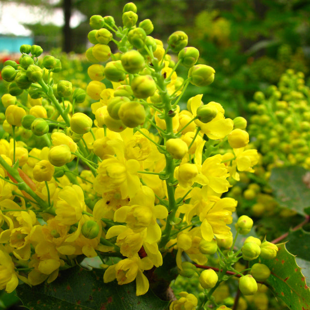 Oregon Grape Flower Essence