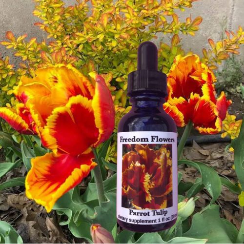 Parrot Tulip Flower Essence