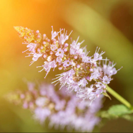 Peppermint Flower Essence
