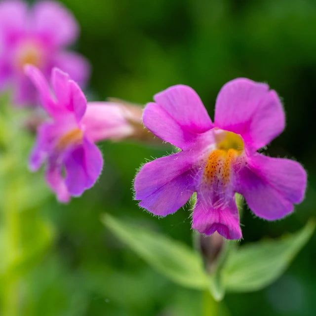 Purple Monkeyflower Flower Essence