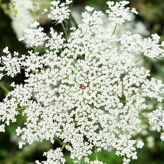 Queen Anne's Lace Flower Essence