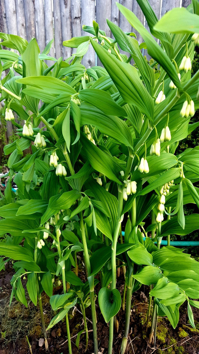 Solomon's Seal Flower Essence