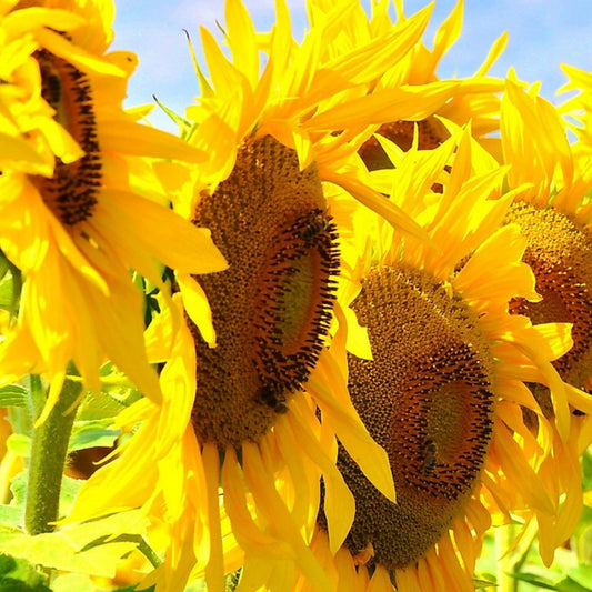 Sunflower Flower Essence
