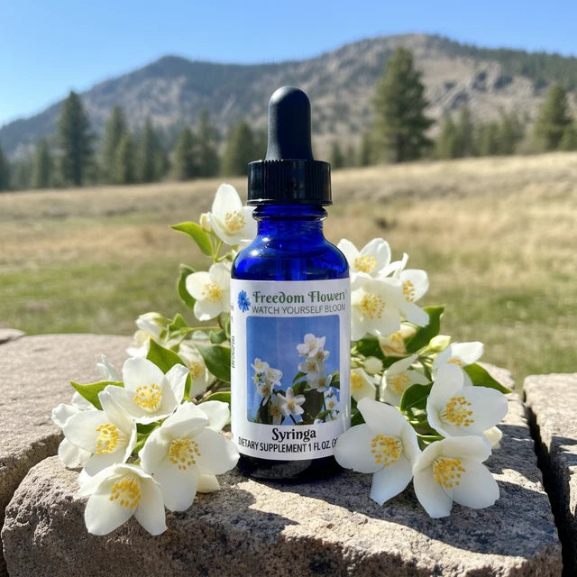 Syringa Flower Essence