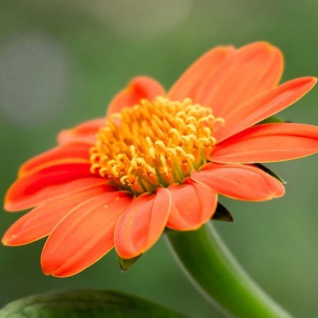 Tithonia Flower Essence