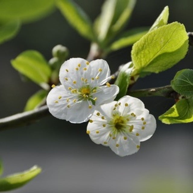 Cherry Plum Flower Essence