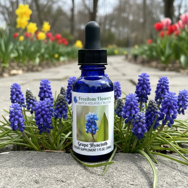 Grape Hyacinth Flower Essence
