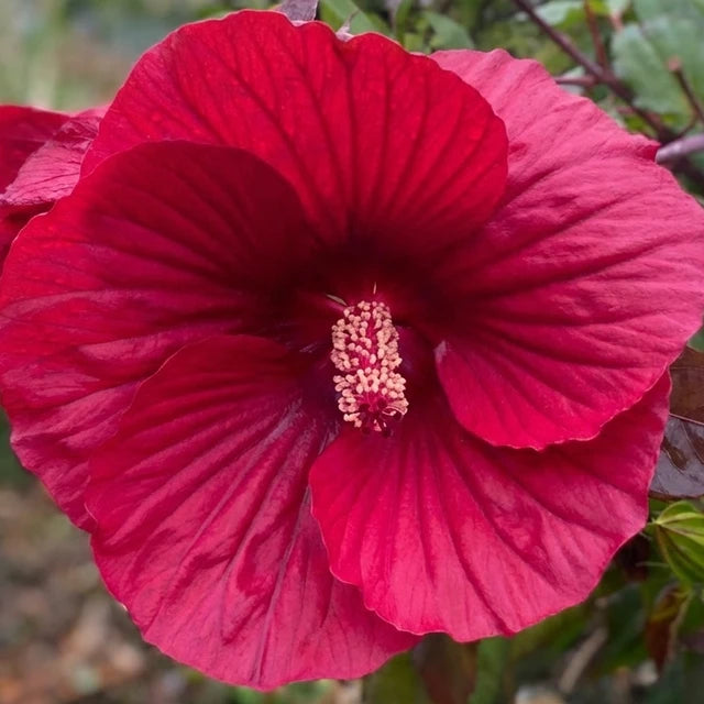 Hibiscus Flower Essence