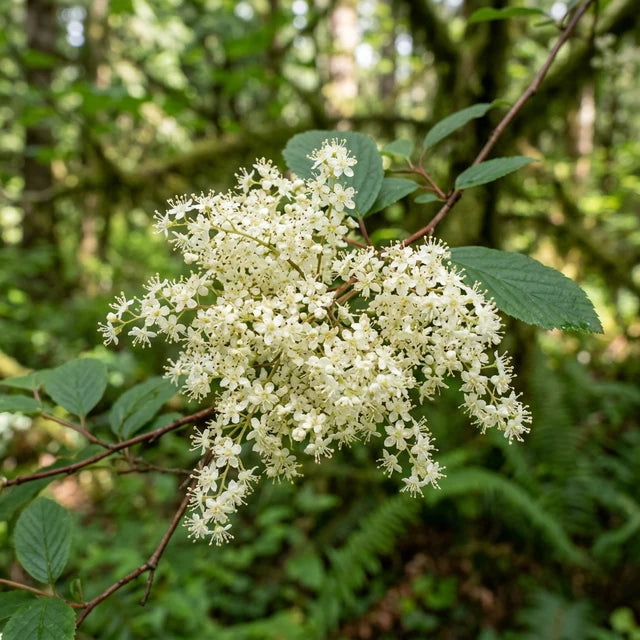 Ocean Spray Flower Essence