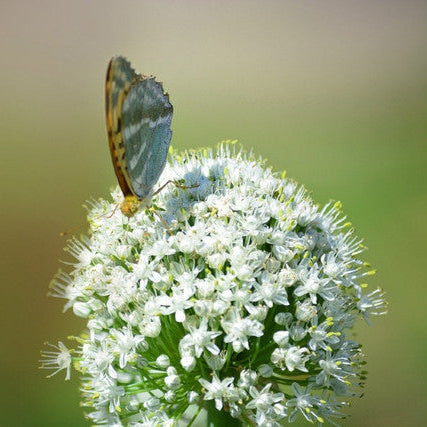 Bottle of 'Freedom Flowers' onion supplement with a butterfly on onion flowers.
