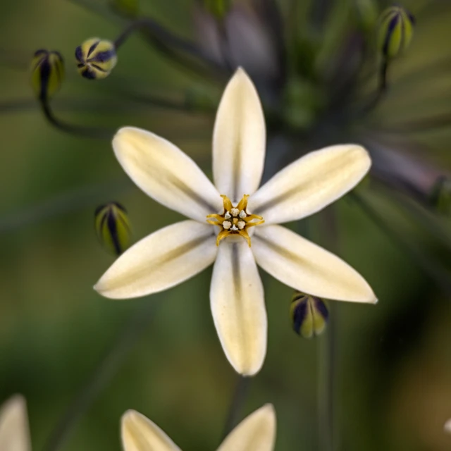Pretty Face Flower Essence