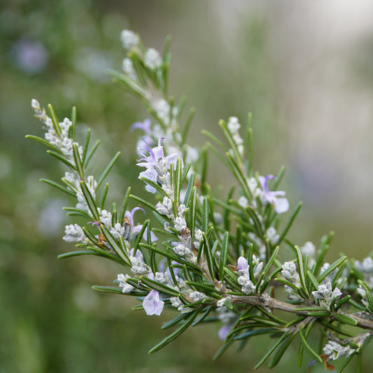 Rosemary Flower Essence