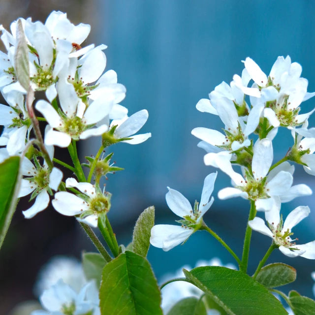 Saskatoon Flower Essence