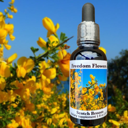 Scotch Broom Flower Essence