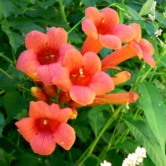 Cluster of pink trumpet-shaped flowers with green leaves in the background