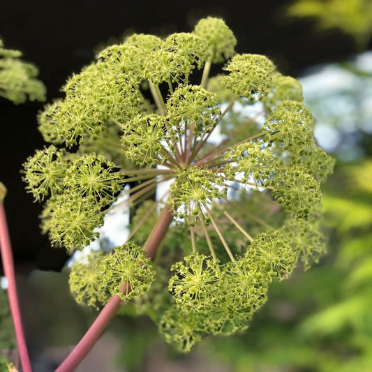 Angelica Flower Essence