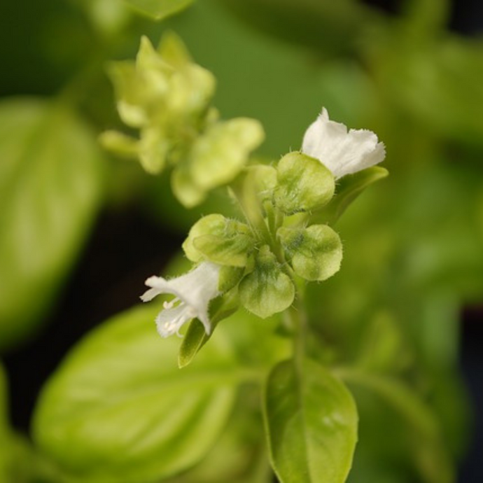Basil Flower Essence