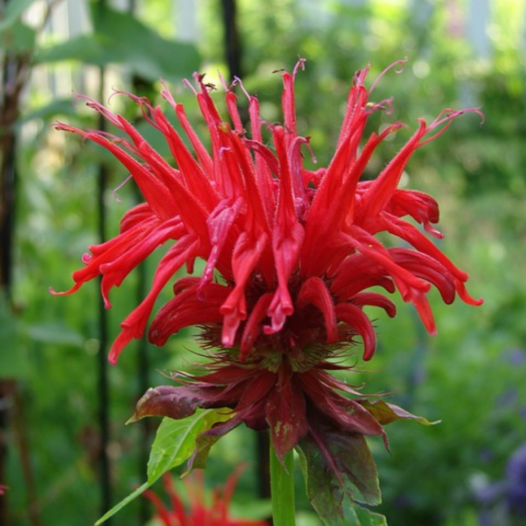 Bee Balm Flower Essence