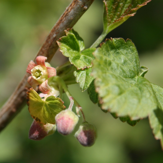 Black Currant Flower Essence