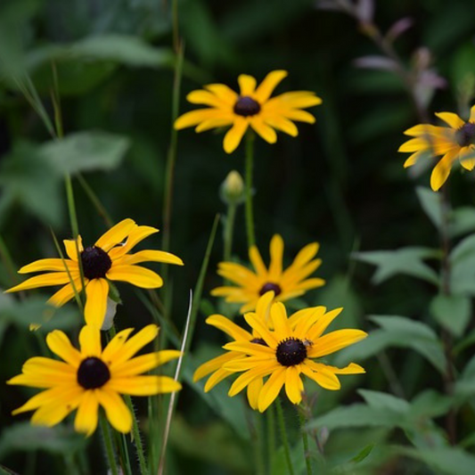 Black- Eyed Susan Flower Essence