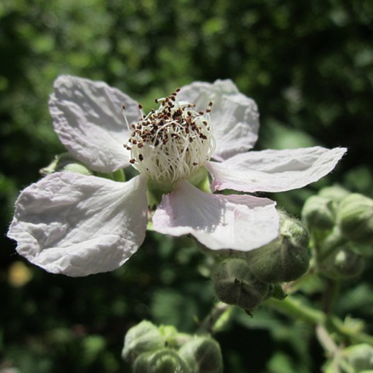 Blackberry Flower Essence