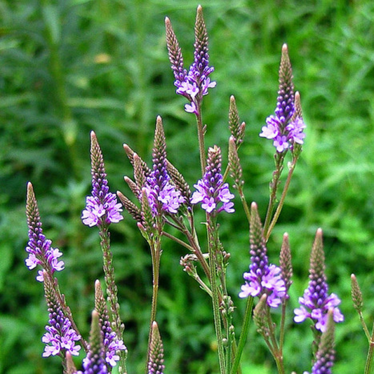 Blue Vervain Flower Essence