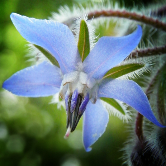 Borage Flower Essence