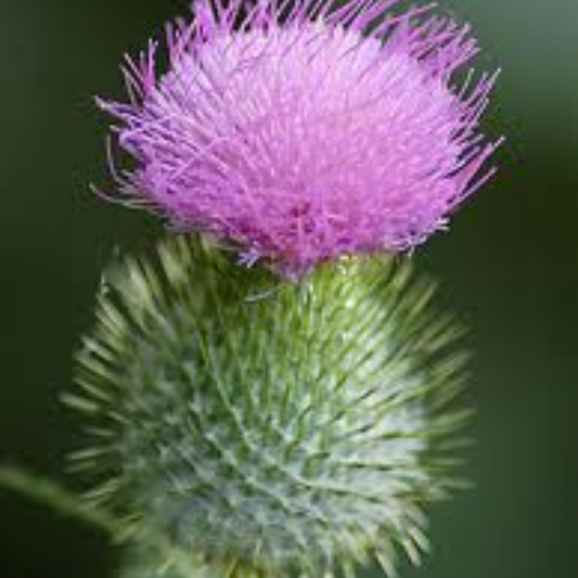 Bull Thistle Flower Essence