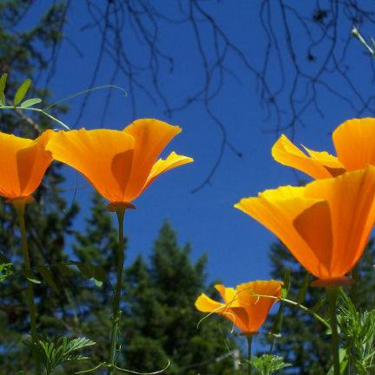 California Poppy Flower Essence