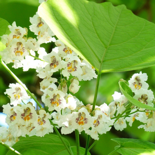 Catalpa Flower Essence