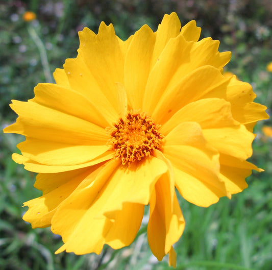 Coreopsis Flower Essence