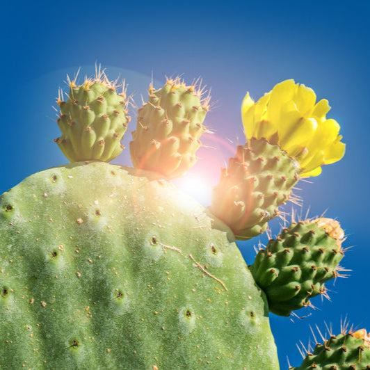 A close-up image of a prickly pear cactus with yellow flowers and a sun flare, symbolizing the essence of the product which is named 'Prickly Pear Flower Essence'.