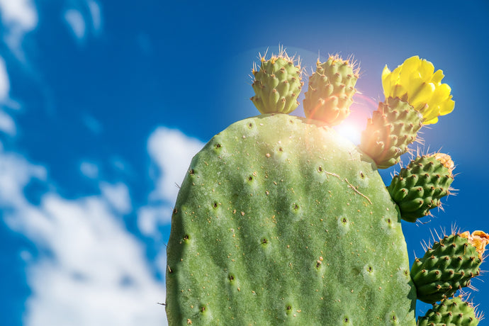 Prickly Pear Flower Essence