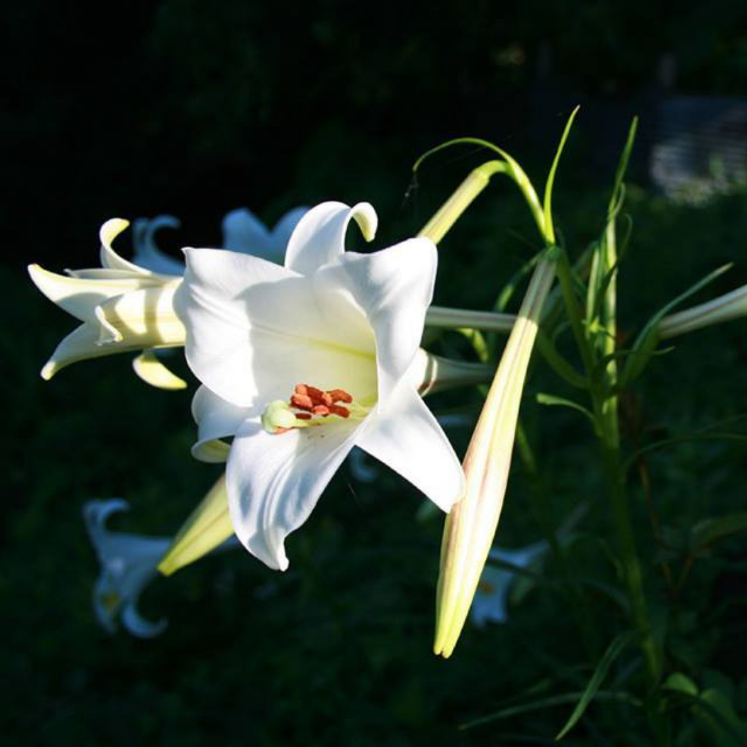 Easter Lily Flower Essence