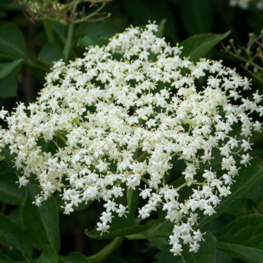 Elder Flower Essence