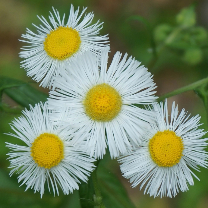 Fleabane Flower Essence