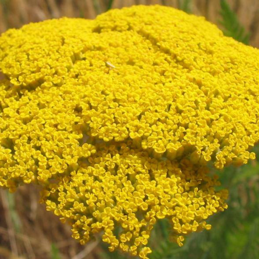 Golden Yarrow Flower Essence