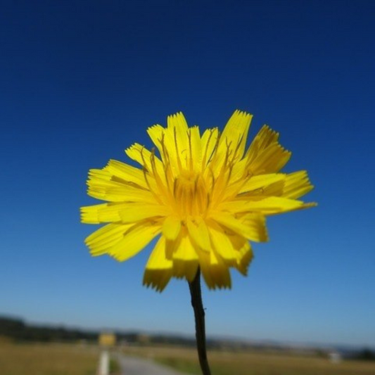 Hawkweed Flower Essence