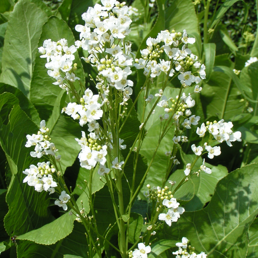 Horseradish Flower Essence