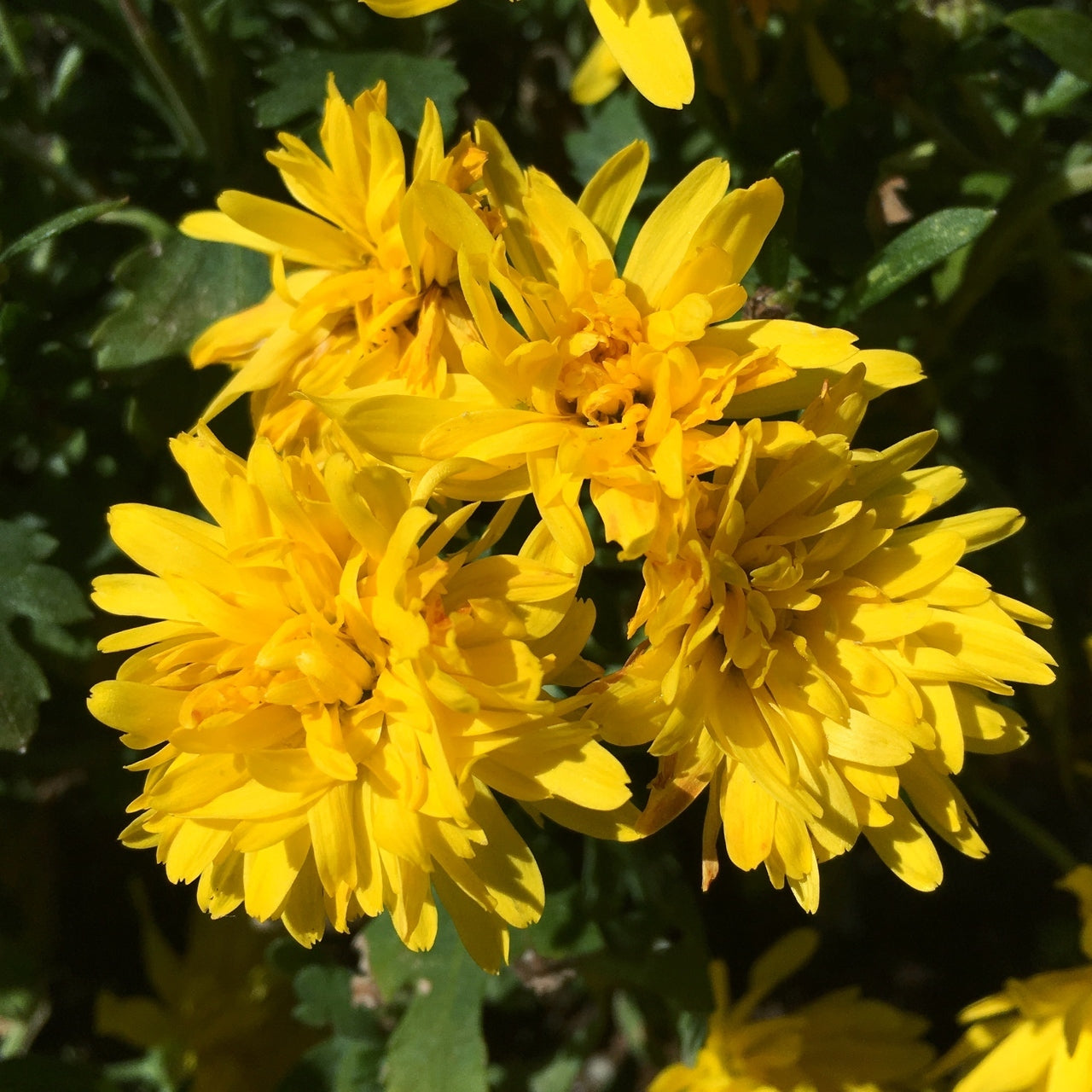 Chrysanthemum Flower Essence