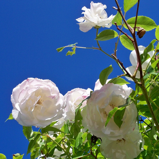 Iceberg Rose Flower Essence