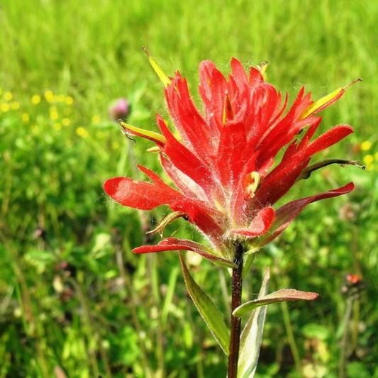 Indian Paintbrush Flower Essence