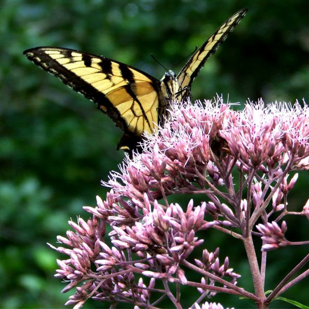 Joe Rye Flowers Joe Pye Weed Flower Essence – Freedom Flowers South Africa