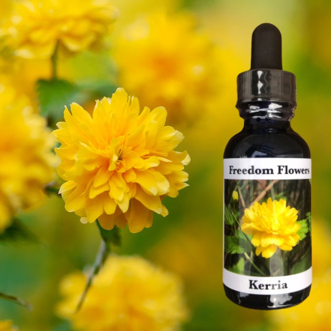Kerria Flower Essence