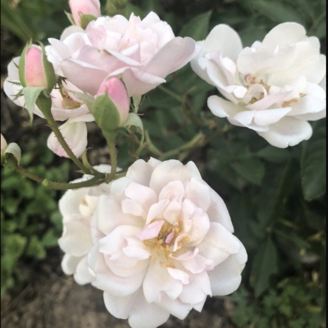 Marie Pavie Rose Essence