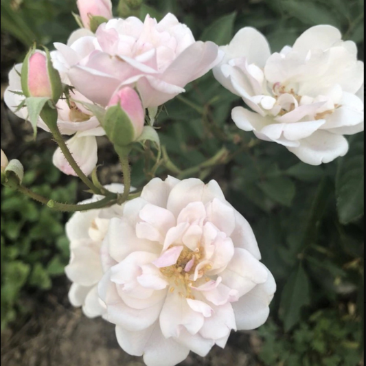 Marie Pavie Rose Essence