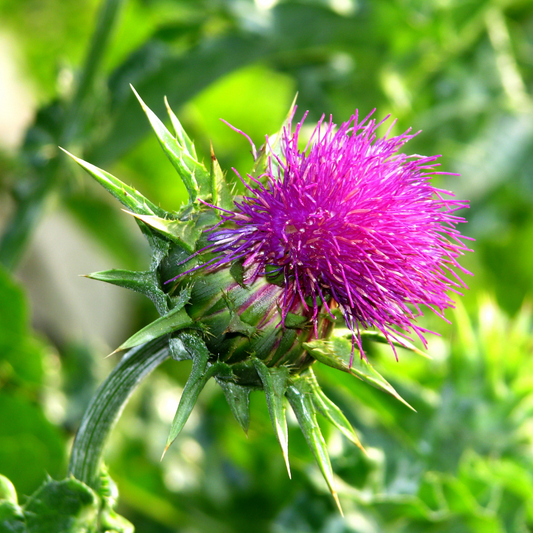 Milk Thistle Flower Essence
