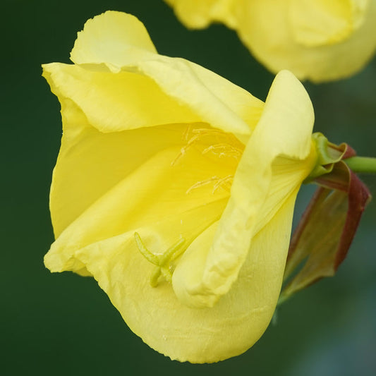Missouri Primrose Flower Essence
