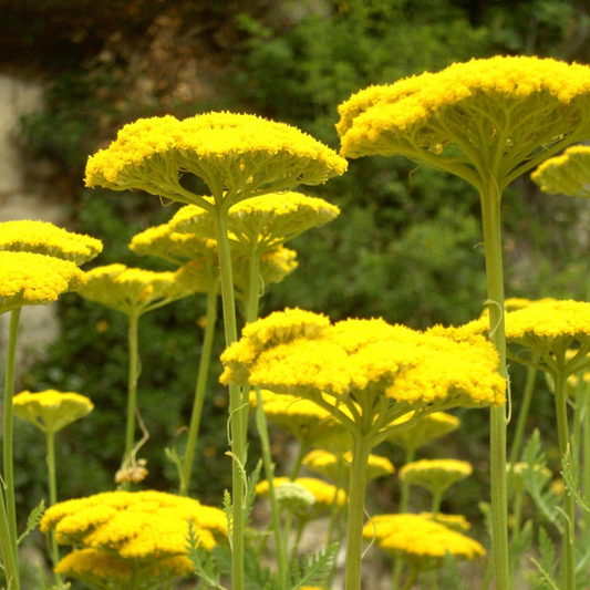 Moonshine Yarrow Flower Essence