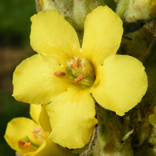 Mullein Flower Essence